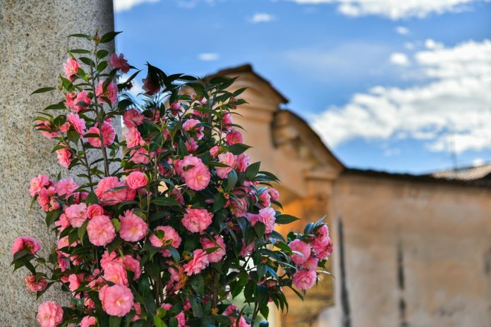Giornate_delle_Camelie,_Villa_Della_Porta_Bozzolo,_Casalzuigno_(C)_Maurizio_Sbrozzi_2023
