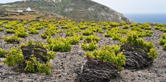 Una nuova generazione di vignaioli rende sempre più dinamica la viticoltura di Grecia e Cipro