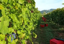 Azienda Agricola Quattro Quarti: radici pugliesi, anima friulana Azienda Agricola Quattro Quarti