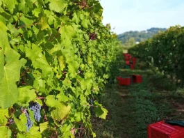 Azienda Agricola Quattro Quarti