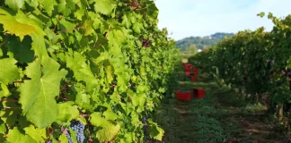 Azienda Agricola Quattro Quarti: radici pugliesi, anima friulana Azienda Agricola Quattro Quarti