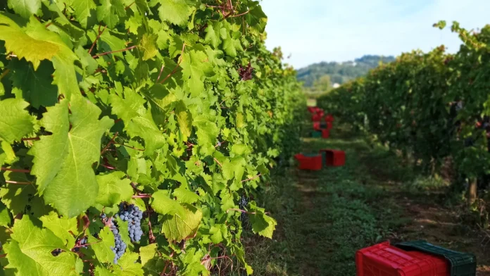 Azienda Agricola Quattro Quarti