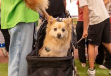 Quattrozampeinfiera Milano 2026: debutta il Senior & Disabled Dog Point