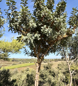 Basilicata che spettacolo: Un Viaggio tra Cultura, Sapori e Ospitalità